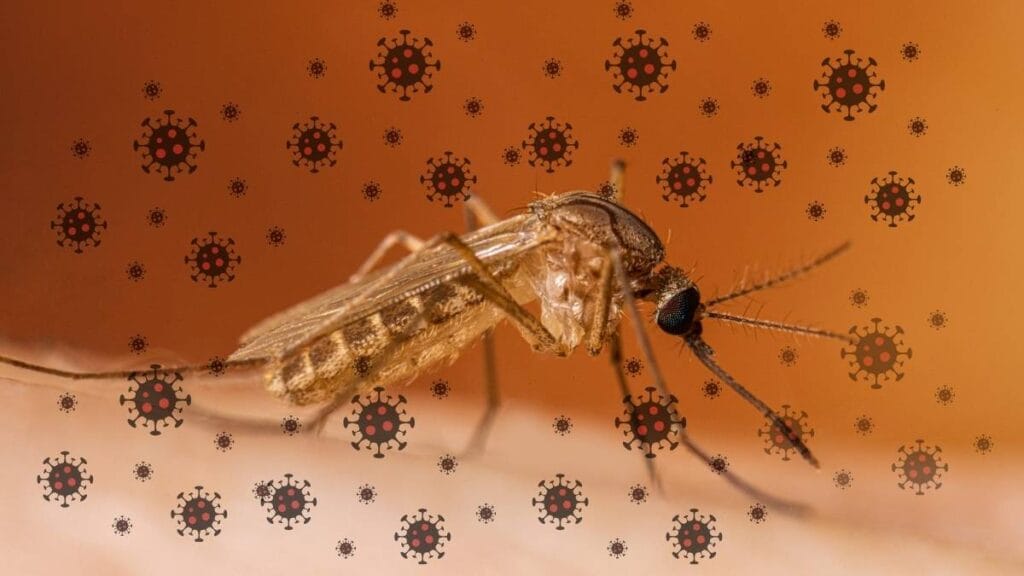 A Practical Prevention Guide for The West Nile Virus Scare